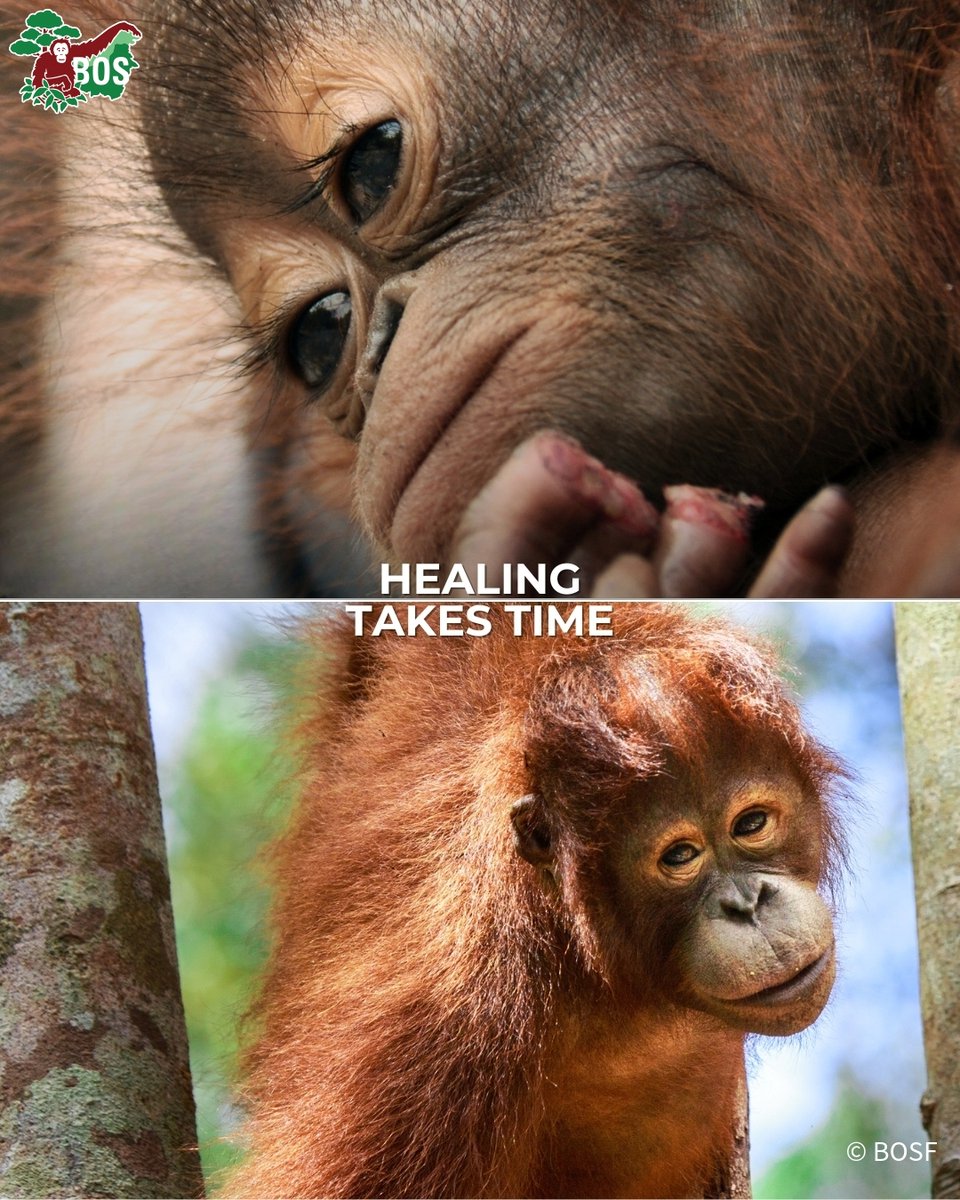 BOSUSA2's tweet photo. For orangutans as well as humans, healing takes time 🧡 Mental health issues can't be solved in a day; these are complex issues across species. But it gets better ❤️‍🩹 👉 https://t.co/CNz3MBoi7J #MentalHealthWeek Pictured: Topan, Cinta, Sura, Mema https://t.co/cY45aK4bxR