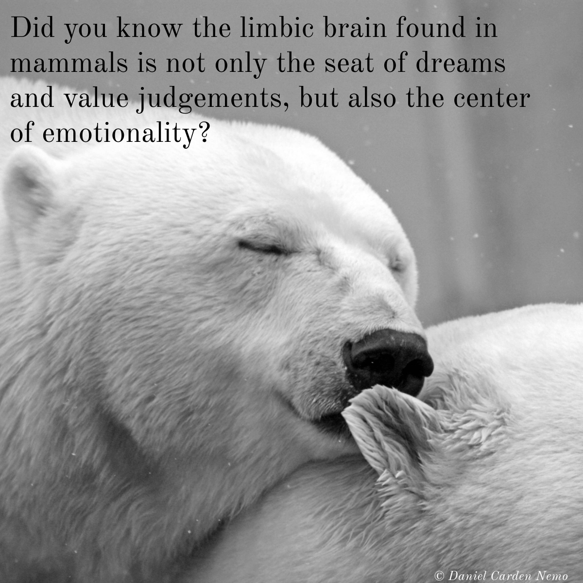 danielnemo's tweet photo. "It is a curious thing, that in observing animals closely, one sometimes feels as if they are attending to us with an intelligence parallel to our own, though built on different lines." Charles Darwin

More at https://t.co/kIXDXV1dU4

#nature #biodiversity #veganism #animalethics https://t.co/n7E7b6x7A3
