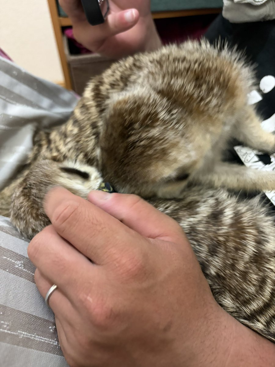 10ten_07's tweet photo. うちのとってもかわいいペット共 https://t.co/vQZWXL2Kfd