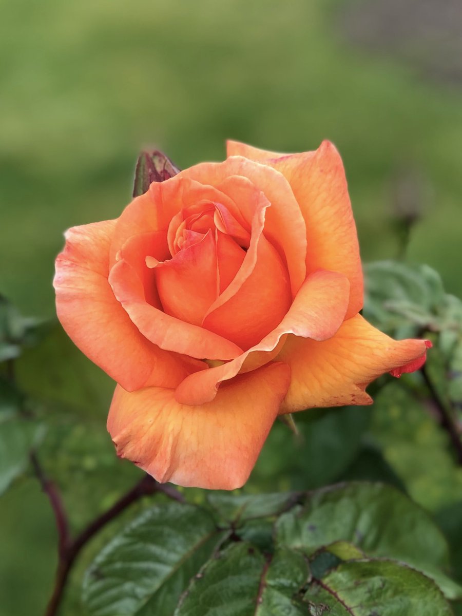 PoppiekRosnx's tweet photo. Warmth of an Orange Rose🌹🌱🧡

#RoseWednesday #MyPhoto  #Flowers #Roses #FlowerPhotography https://t.co/9GsqTcpO2h