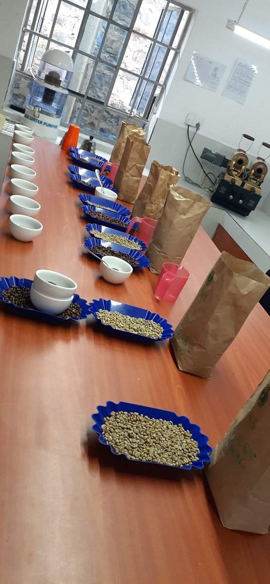 seniorchieph2's tweet photo. About time to assess these beauties #kahawa #cafè #coffee #coffeequality #coffeecupping https://t.co/ExPCgVsoYd