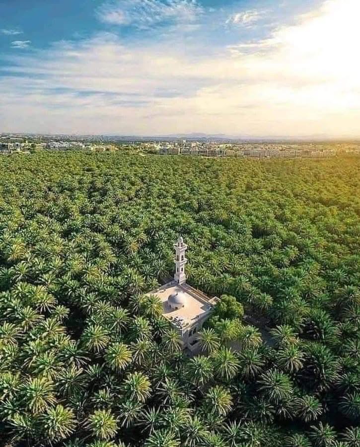 La Ziride 🇩🇿 tweet media