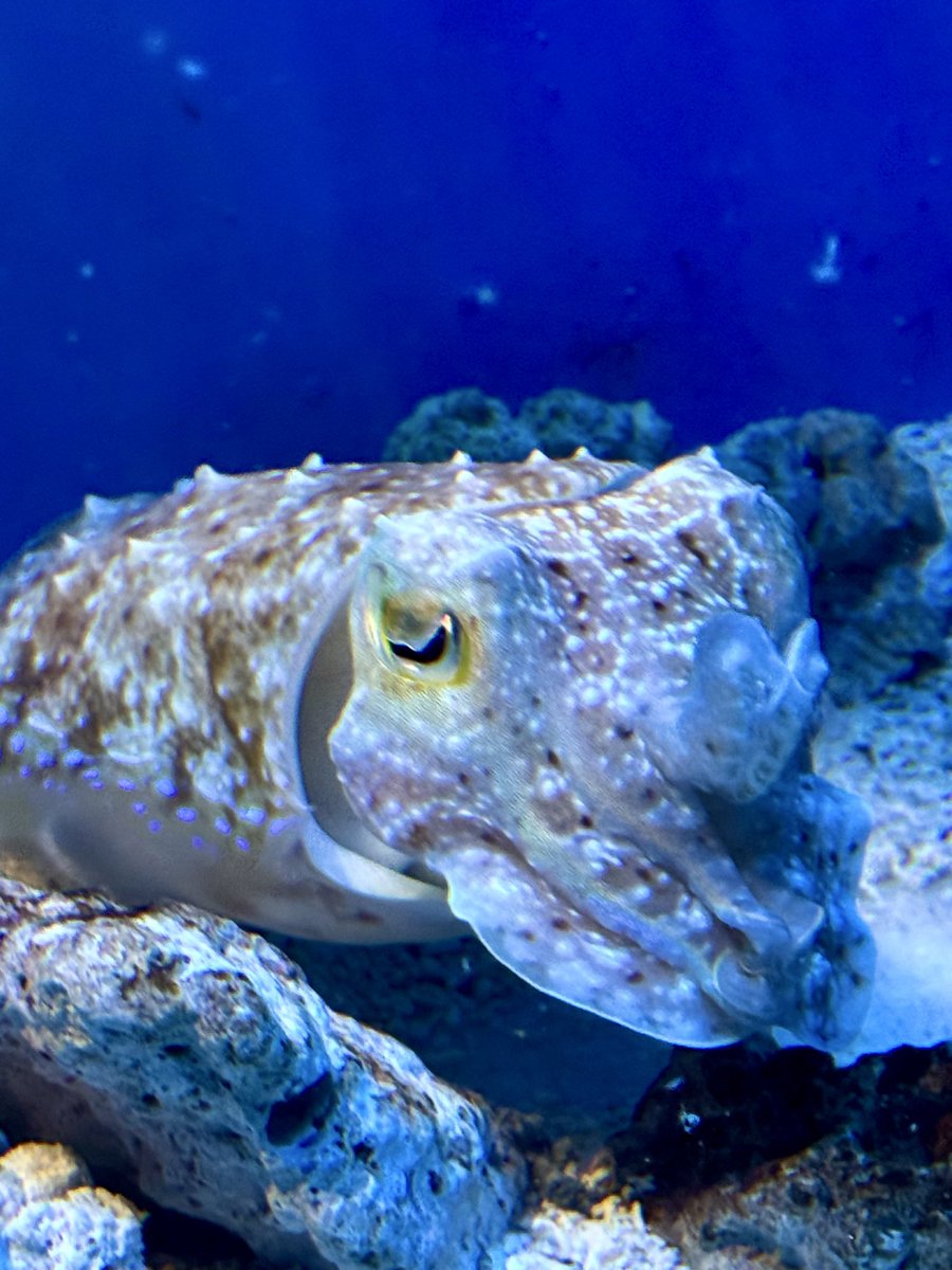 kuma5642nd's tweet photo. その他の可愛かった生き物達🐟🐠🐡
暑い時期の水族館は最高だなと思いました✨ https://t.co/0Dx8AIRGSI