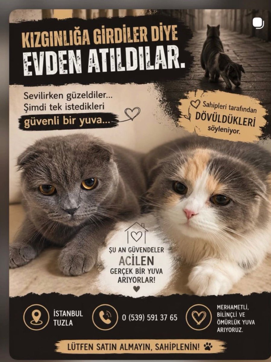 E. Karaca tweet media
