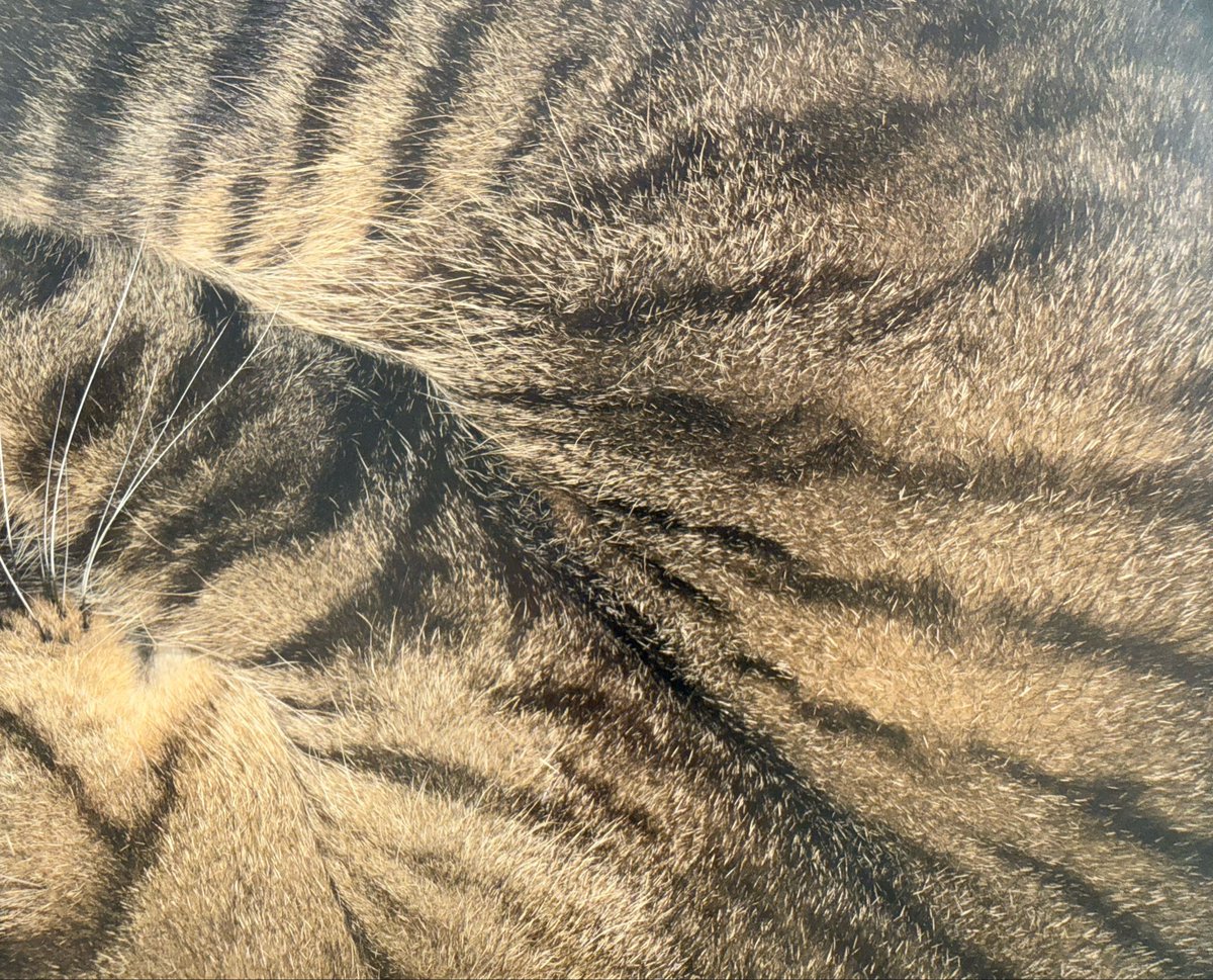 可愛い可愛い猫様((o(｡・ω・｡)o))