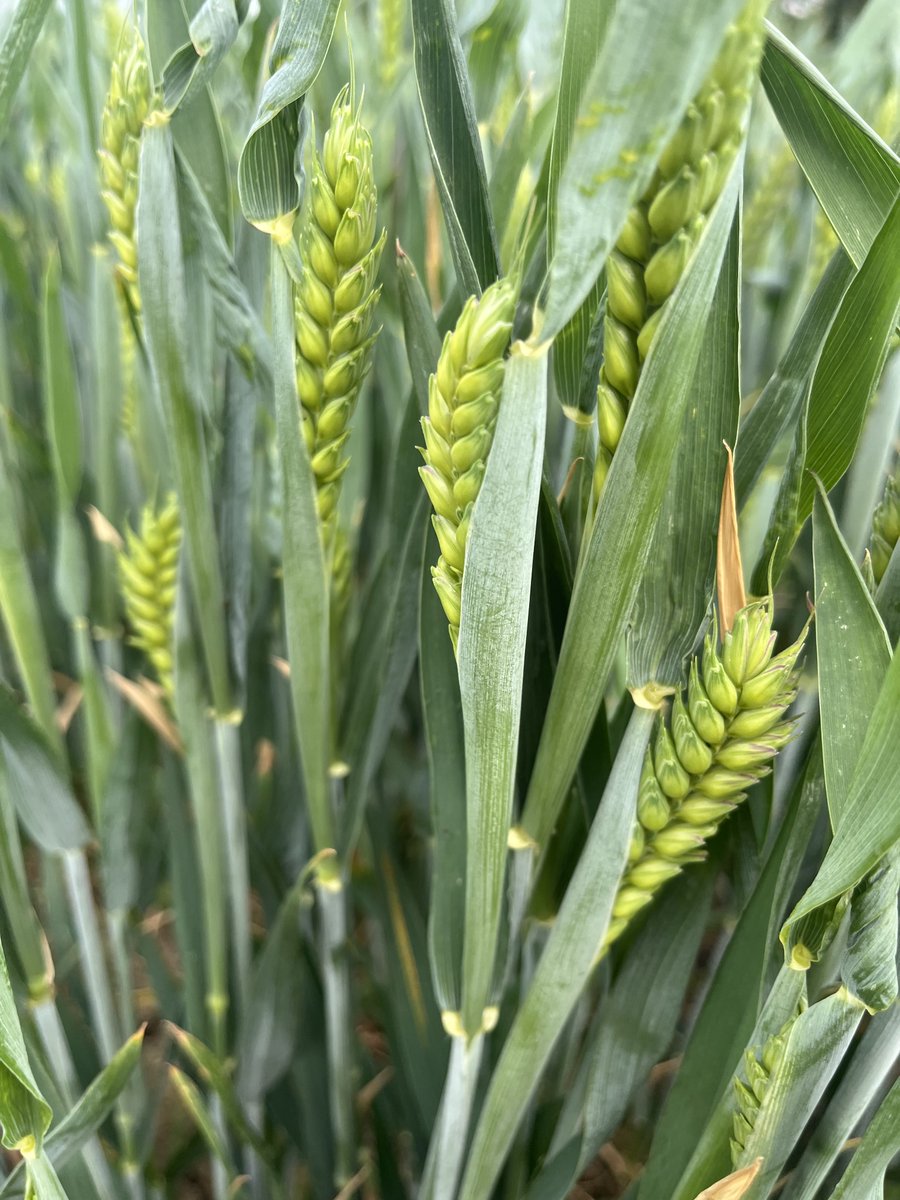 mikewporter's tweet photo. Wheat moving swiftly into ear @KWS Aintree #wheat #seeds #barnfiller https://t.co/3riTnK8KTN
