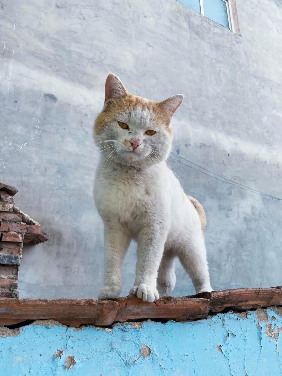 ชลน แมวส้มแท้ๆ 🐱 tweet media