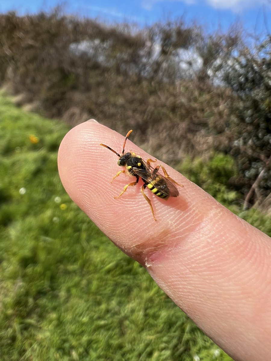 Pollinating London Together tweet media