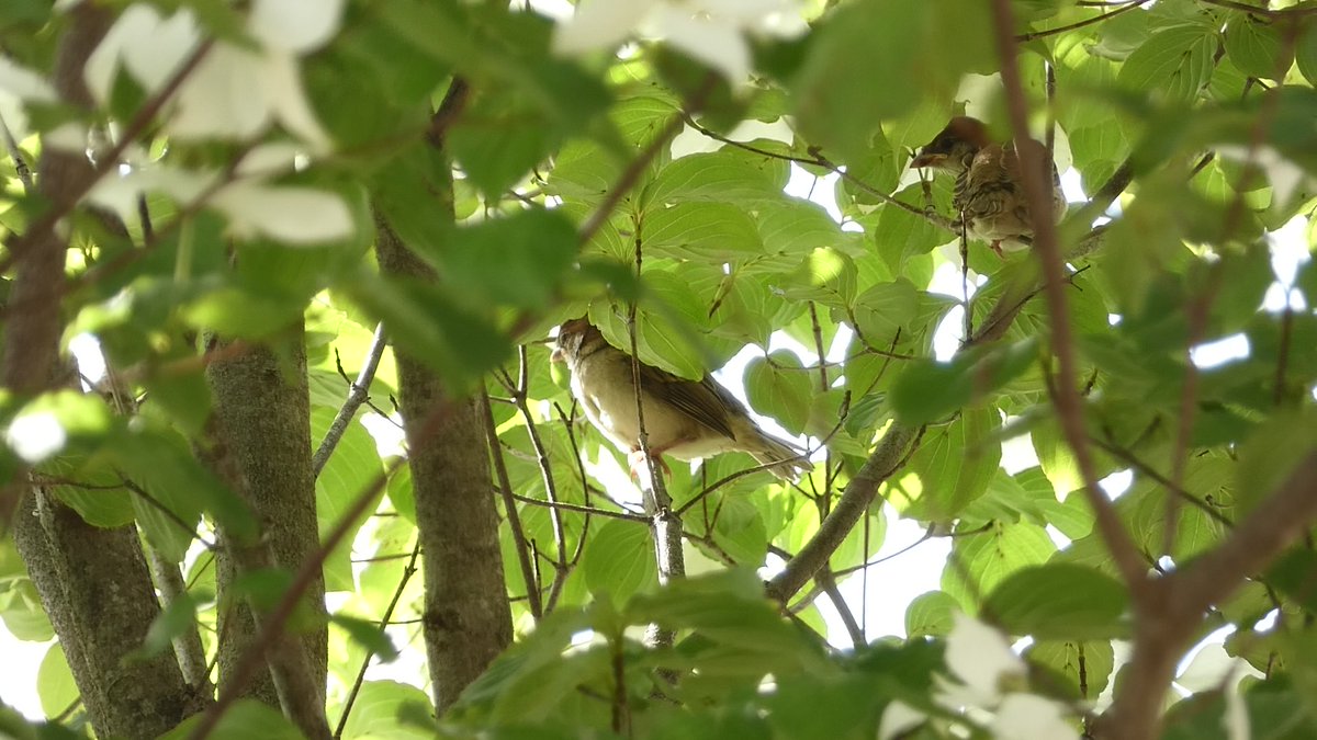 BirderChiba's tweet photo. 15時過ぎ、巣に残っていた2羽が無事に巣立ちました。
隣家の #ヤマボウシ の茂みに上手く身を隠し、親鳥からさっそく給餌を受けている姿を確認。🌿🐣
まずはひと安心です。

#PasserMontanus 
#EurasianTreeSparrow 
#スズメ https://t.co/r3Izcndu6W