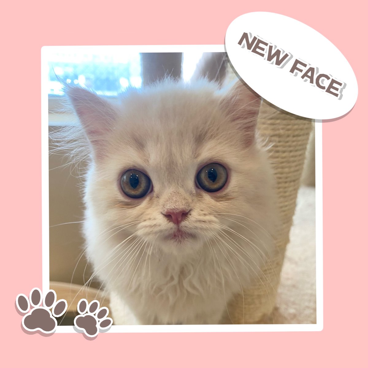 Ricky0108___'s tweet photo. NEW FACE♥︎
#エキゾチックショートヘア の女の子🎀
仲間入りしました〜❕
とってもお顔がかわいい子です🫶🏻
R8.1.25生まれ 
¥118,000＋税
別途マイクロチップ、ワクチン代¥8,000＋税

お問い合わせお待ちしております❕ https://t.co/xncC4lNAOB