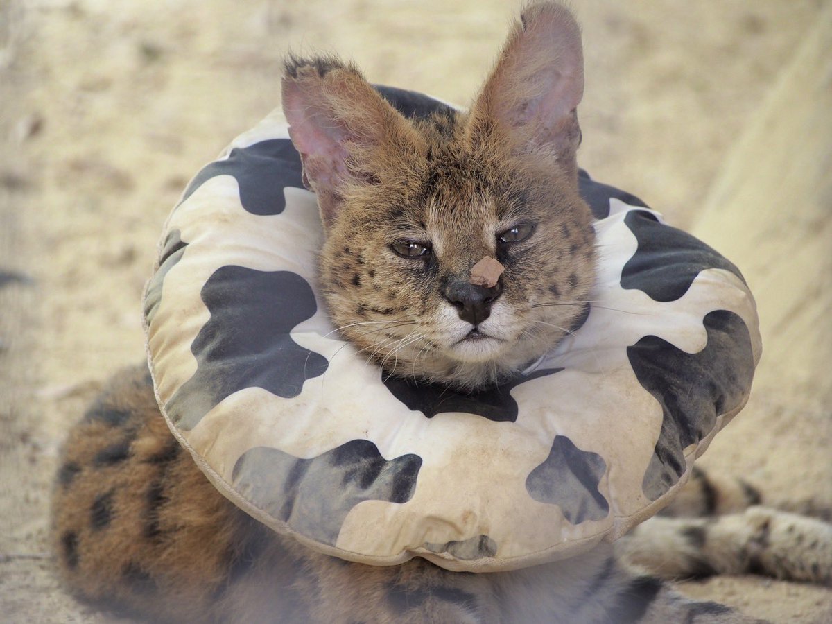 タカオ福山動物園(福山市立動物園) tweet media