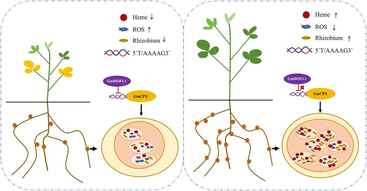 PlantBiotechJ's tweet photo. 🌱 RESEARCH 🌱

GmDOF3.1-GmCPX Module Regulates Nodulation and Nitrogen Fixation Abilities in Soybean - Xing et al.

🔗  https://t.co/7DqwHZm5fg

#plantscience 🧪 https://t.co/Yy0LlaCs8K
