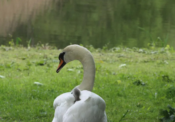 Towpath Talk tweet media