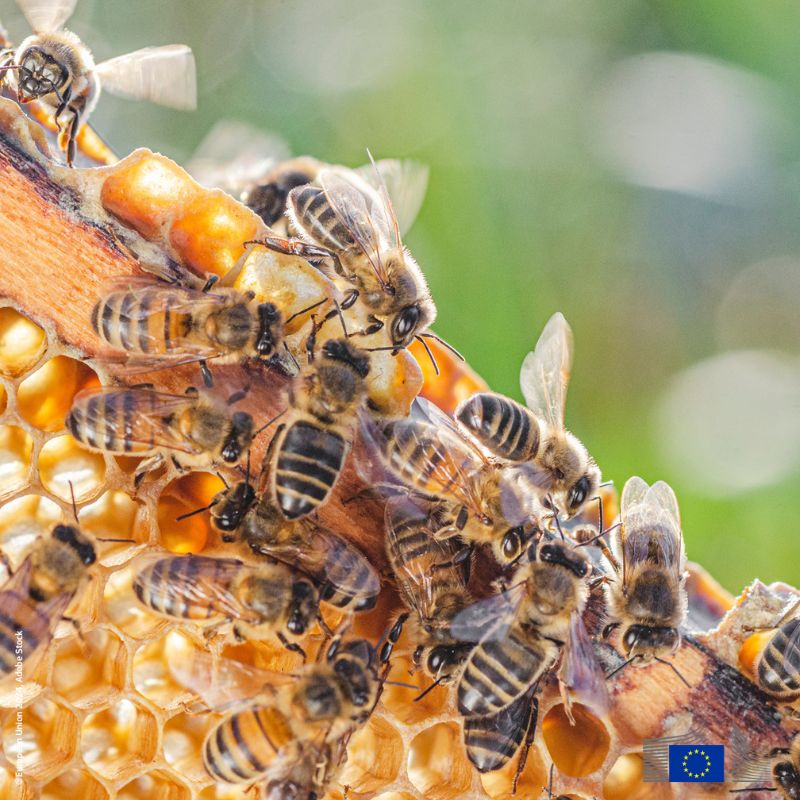 EUAgri's tweet photo. 🐝 Bees and pollinators play a vital role in biodiversity and food production.
On #WorldBeeDay, we recognise the need to protect them.
We also remember their hard work! New honey labelling rules mean clearer info on honey blends.
https://t.co/ziqD9Zlq9p https://t.co/jMvDHbWky5