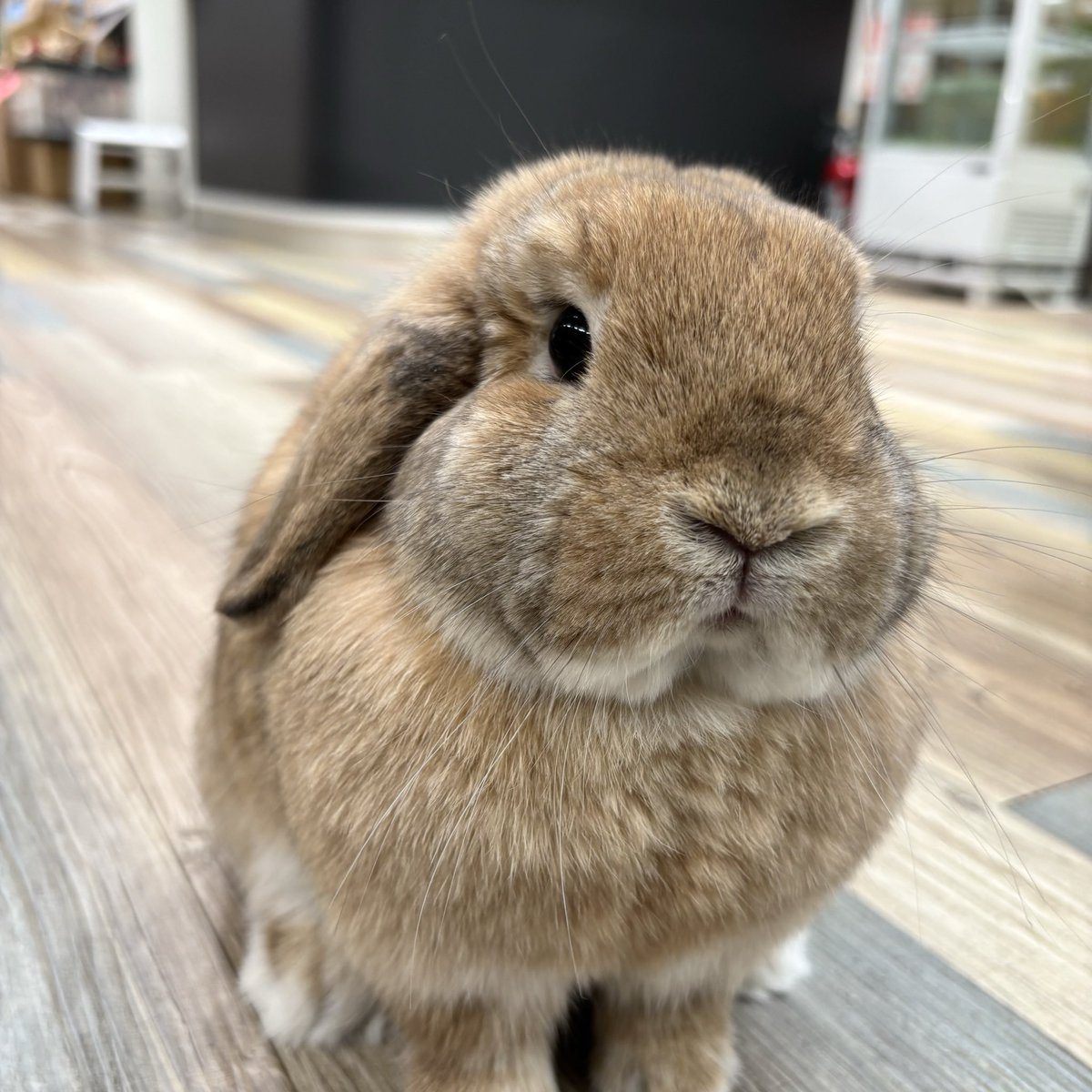 まんまるすぎるロップオレンジちゃん🍊 #うさぎ #うさぎのしっぽ #南