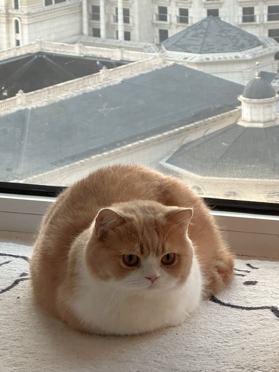 cutestscats's tweet photo. Fluffy perch 🥰 https://t.co/DmGpI6VfGs