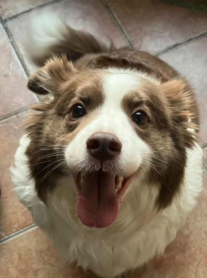 dogs so cute that could save the world tweet media
