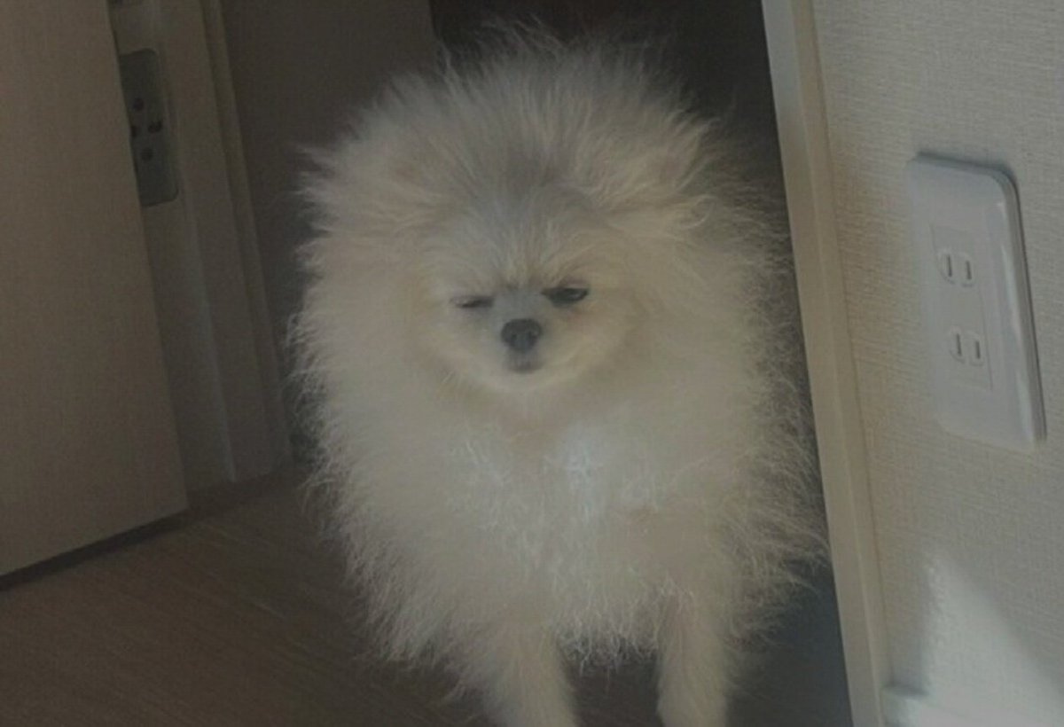 生氣的巧克力饅頭 tweet media