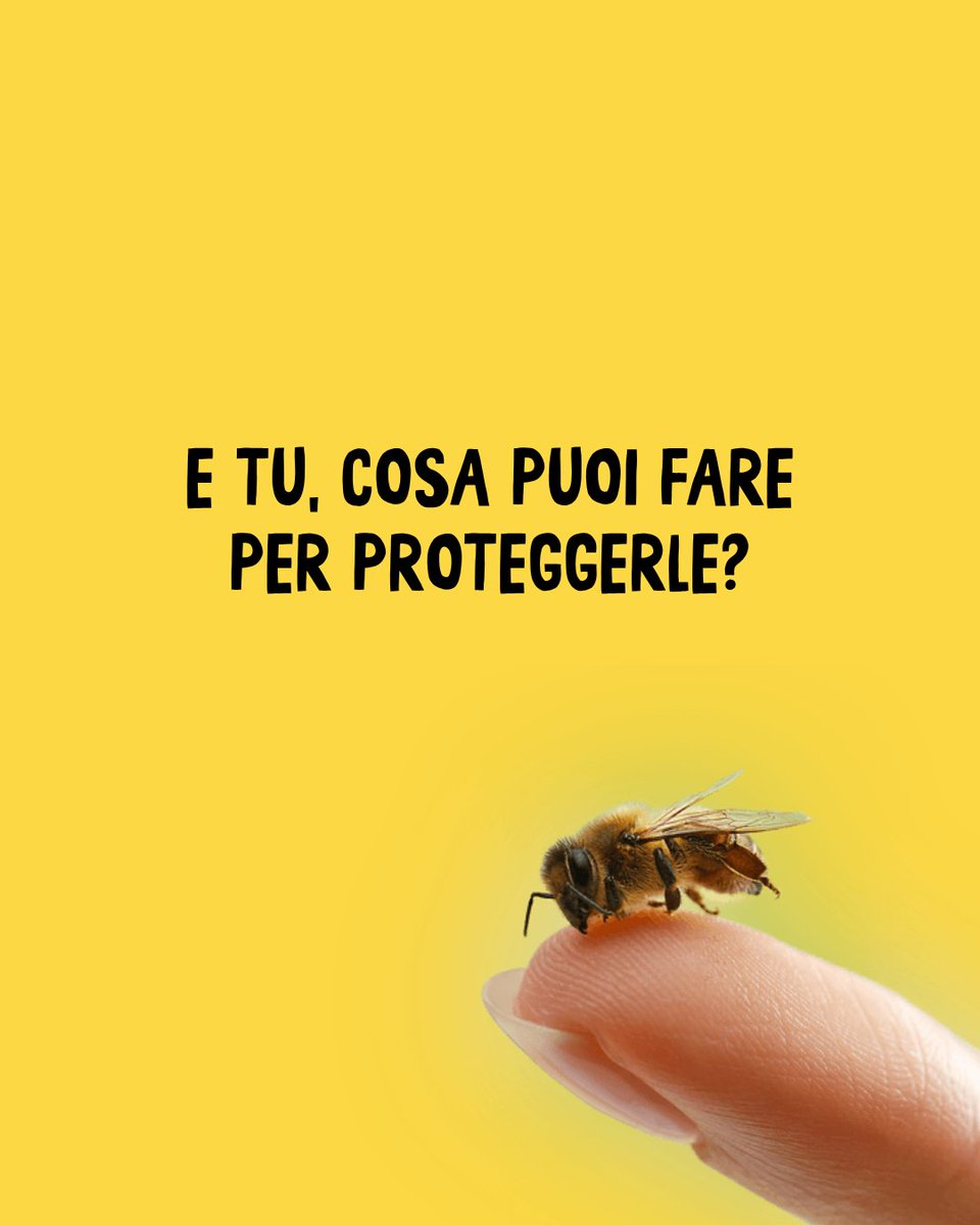 foodpolicybg's tweet photo. Il Parco Apistico di Astino è un'infrastruttura ecologica di 1.000mq progettata dall’Orto Botanico "Lorenzo Rota", Tra 90 specie di fiori e Bee Hotel, scienza e arte si fondono per proteggere la biodiversità urbana. 🌻🐝🔬🎨 https://t.co/IHKZk7hO7O