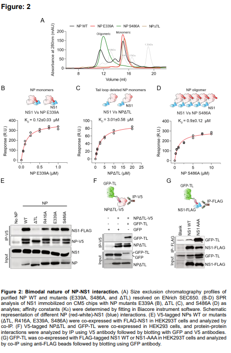 Sayedabdelwhab's tweet photo. I like NS1 protein
It is more than an immune antagonist
Apreprint shows influenza NS1 chaperones NP oligomerization to drive vRNP assembly &amp; genome replication.
NS1 binds NP tail-loop
Stabilizes monomeric NP
Enhances viral replication
https://t.co/3bfPWhoxK0
#Influenza #Virology https://t.co/CcPUPbznIe