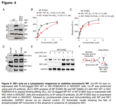 Sayedabdelwhab's tweet photo. I like NS1 protein
It is more than an immune antagonist
Apreprint shows influenza NS1 chaperones NP oligomerization to drive vRNP assembly &amp; genome replication.
NS1 binds NP tail-loop
Stabilizes monomeric NP
Enhances viral replication
https://t.co/3bfPWhoxK0
#Influenza #Virology https://t.co/CcPUPbznIe