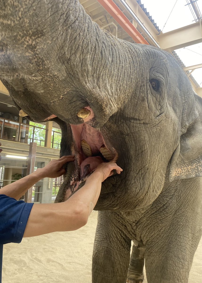 TOKUYAMA_ZOO's tweet photo. 朝ゾウ舎に行くと、ミリンダとナマリーの間の通路に歯が落ちていました。
持ち主探しのため、急遽2頭の歯科検診を行います。ミリンダもナマリーも協力的であーんしてくれました。
抜けた歯はミリンダのものでした。

#徳山動物園　#スリランカゾウ　#ゾウ　#ミリンダ　#歯　#ナマリー　#あーん https://t.co/0liF7D0vXM