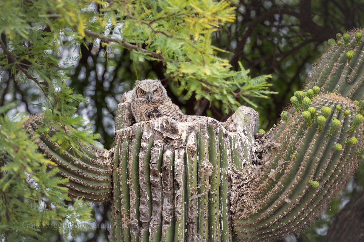 GaryRogersPhoto's tweet photo. Great Horned Owlet in a saguaro cactus nest. The thick, water-storing walls of the saguaro provide excellent insulation, keeping the owlets cool during the intense heat of a desert afternoon. Tucson.
#WildlifePhotography #BirdWatching  #wildlife #wildlifephotography #Arizonawildlife
