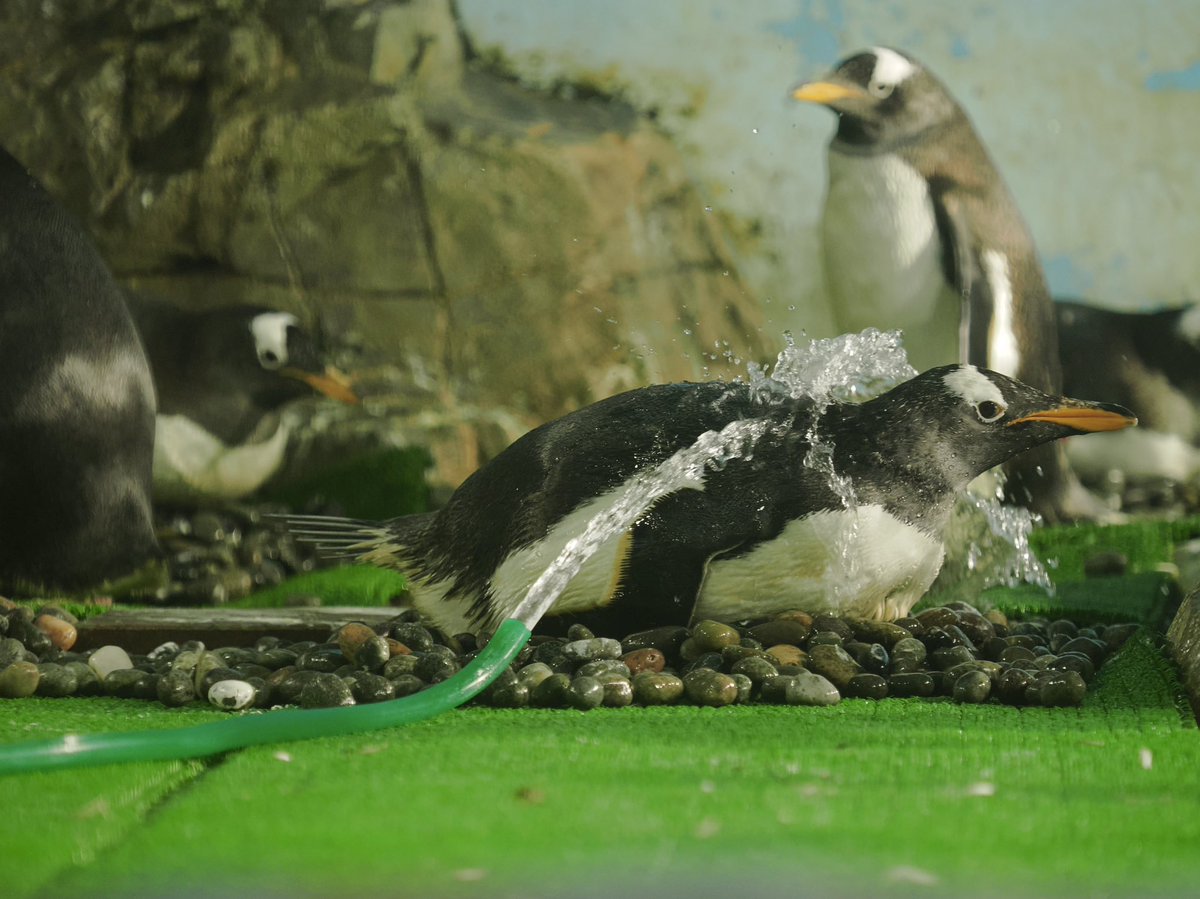 忍耐 我慢 辛抱 #ジェンツーペンギン #男鹿水族館