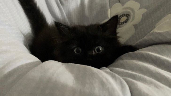 Miaw tweet media