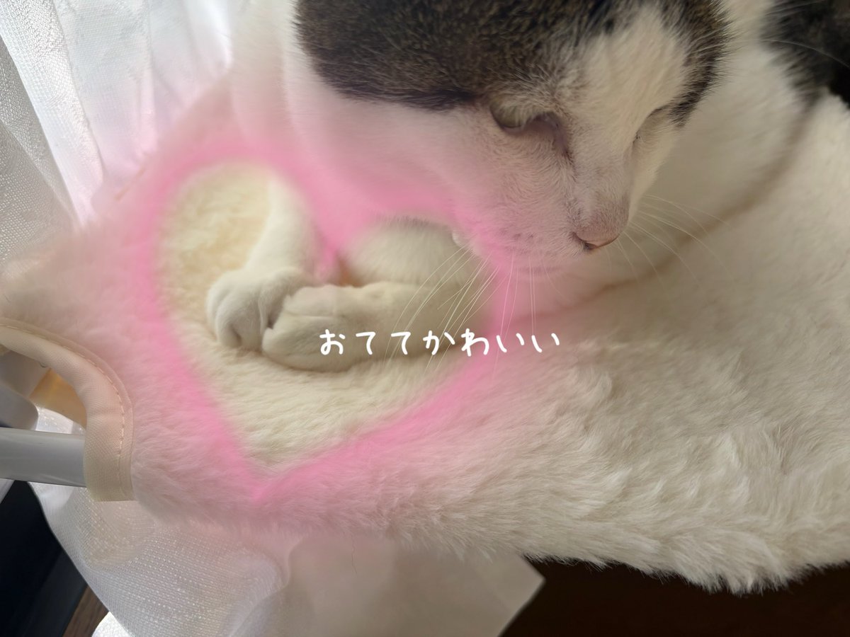 みんこ*✩ tweet media