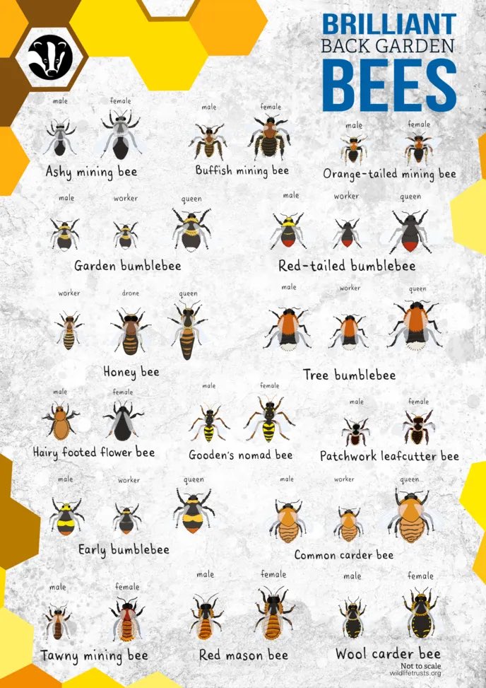 SustainableLCC's tweet photo. Today is #WorldBeeDay! Did you know that 1 in 3 bites of food are only possible because of bees - they help to provide us with 75% of our crops. Without them the world would be a very different place! Try to plant #pollinator friendly plants to help them to help us! https://t.co/2yUIzIntuV