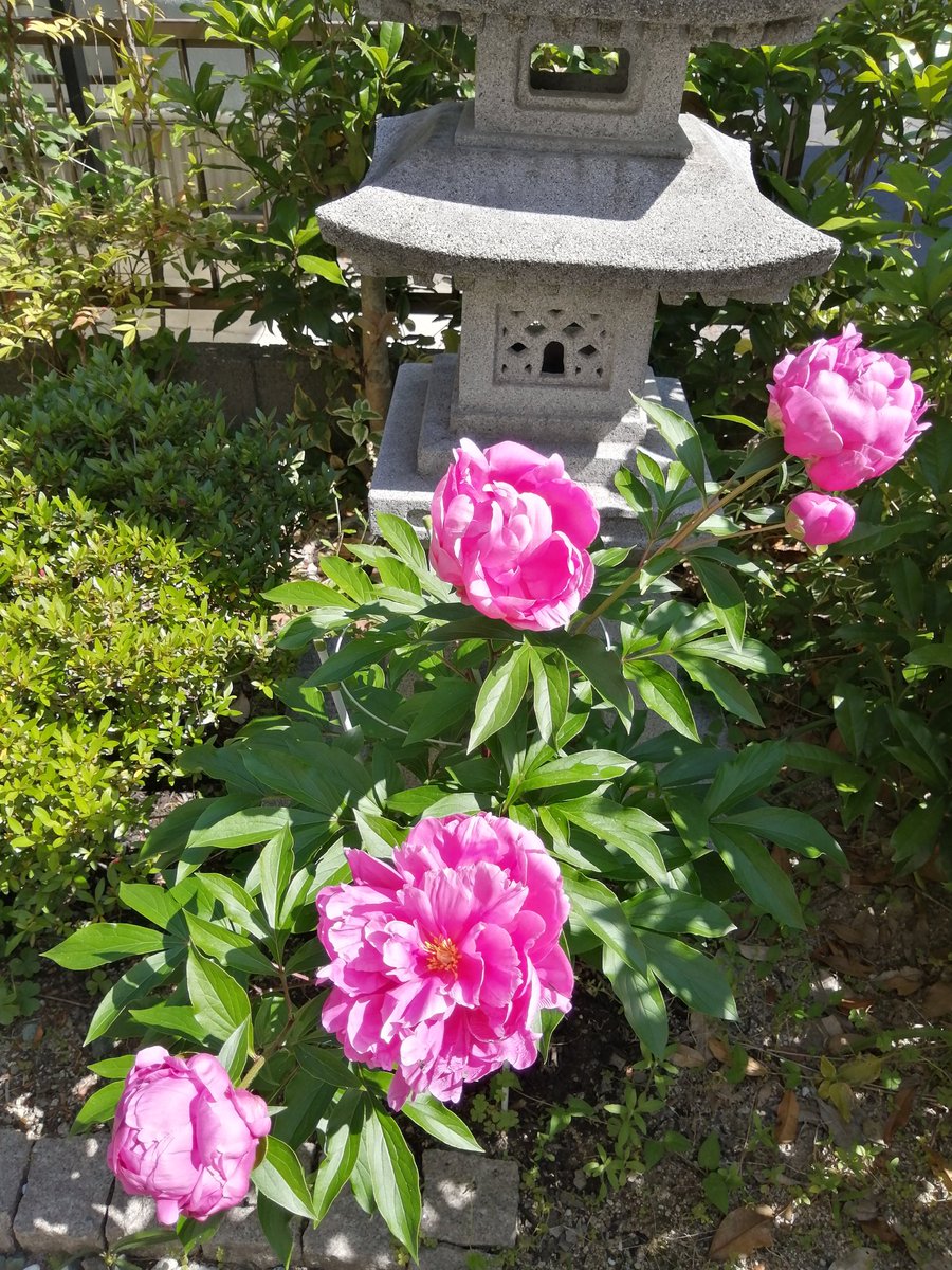 FktKimiko's tweet photo. #クロスステッチ 
#HAED 
#芍薬　今年も咲いてくれてありがとう。 https://t.co/RxG1uQYdOI