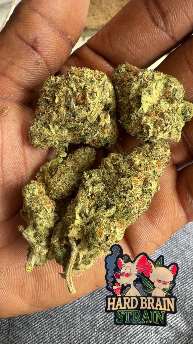 HARD BRAIN 🧠 STRAIN 🌳 tweet media