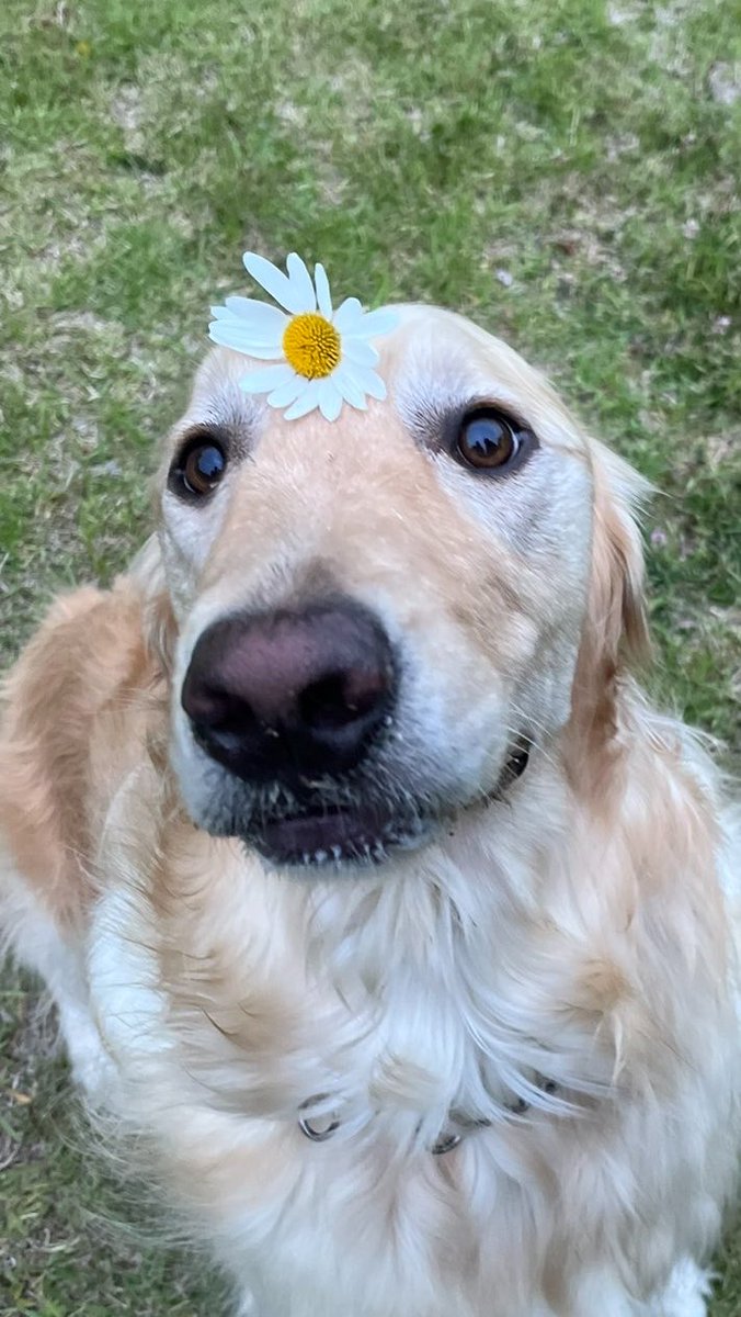 tabitobon's tweet photo. 🌼 https://t.co/fGYHBwSBGG