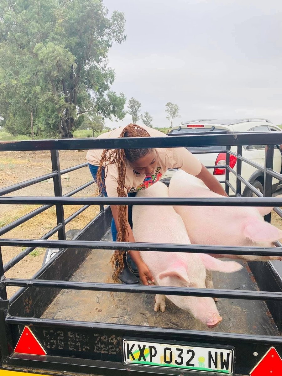KatlegoMaseng1's tweet photo. Meet Karabelo Motuba, a livestock farmer from the Vaal who started her farming business in March 2023 with just 12 piglets. 

Months later, those piglets multiplied into 62. Today, she is building a business around pig farming and pork production — proving that small beginnings can grow into sustainable enterprises. 🇿🇦🐖📈