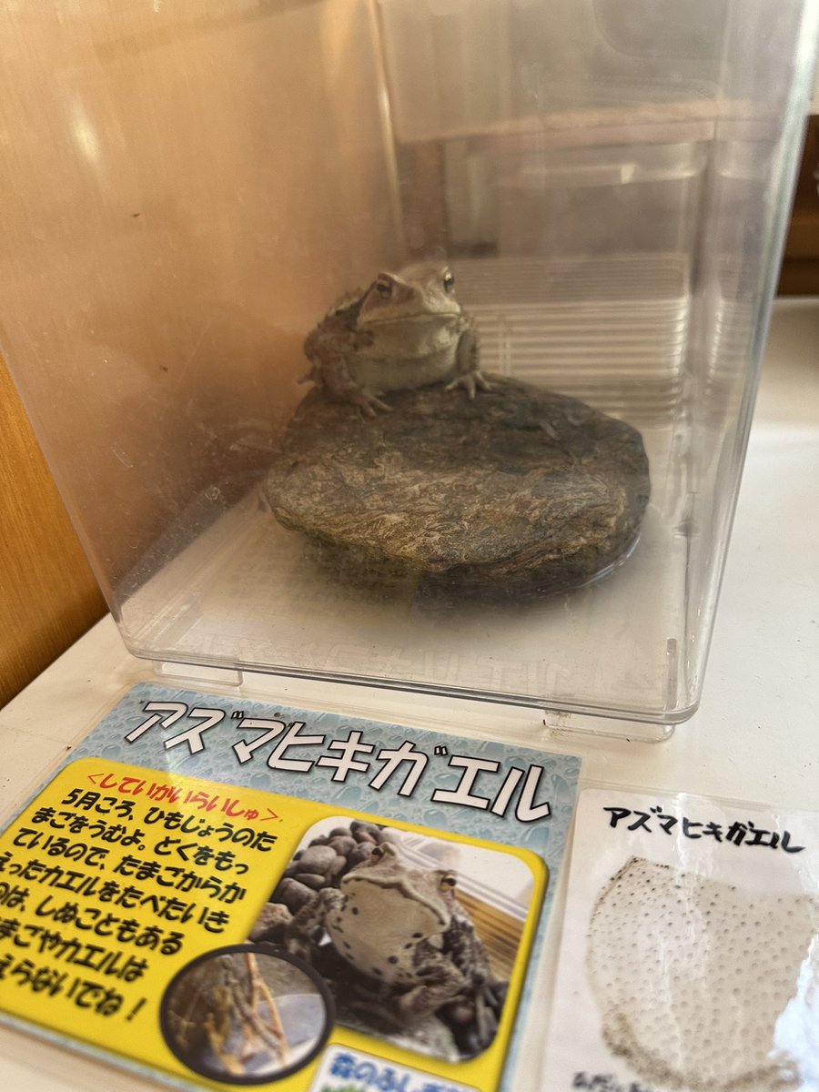 trollsan's tweet photo. 娘と公園お散歩してきた🐸

来週は入院手術だー
先延ばしにしすぎて入院準備終わってないしいい加減やらなきゃー………🐸 https://t.co/oS2DcWug59
