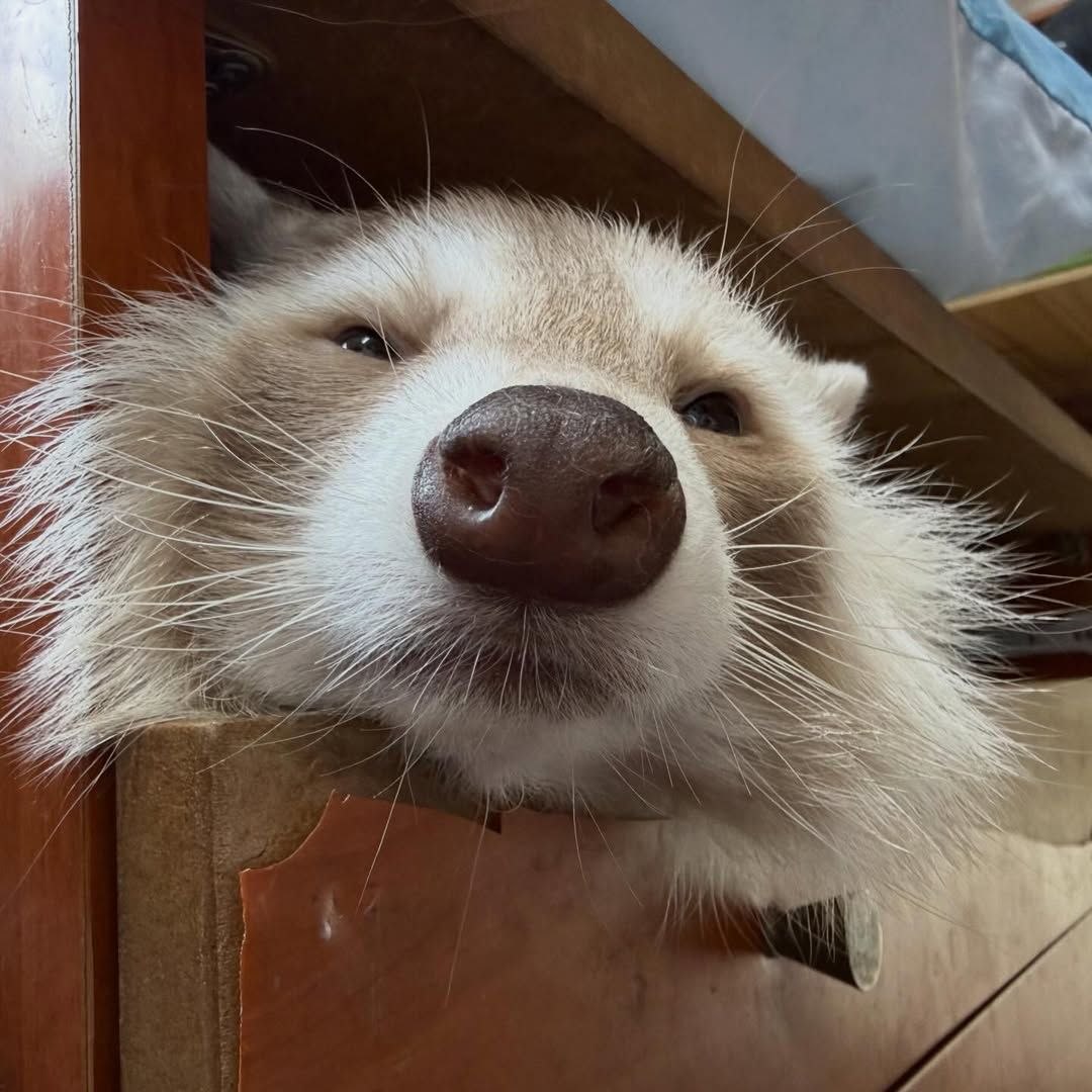 raccoon with confusing auras tweet media