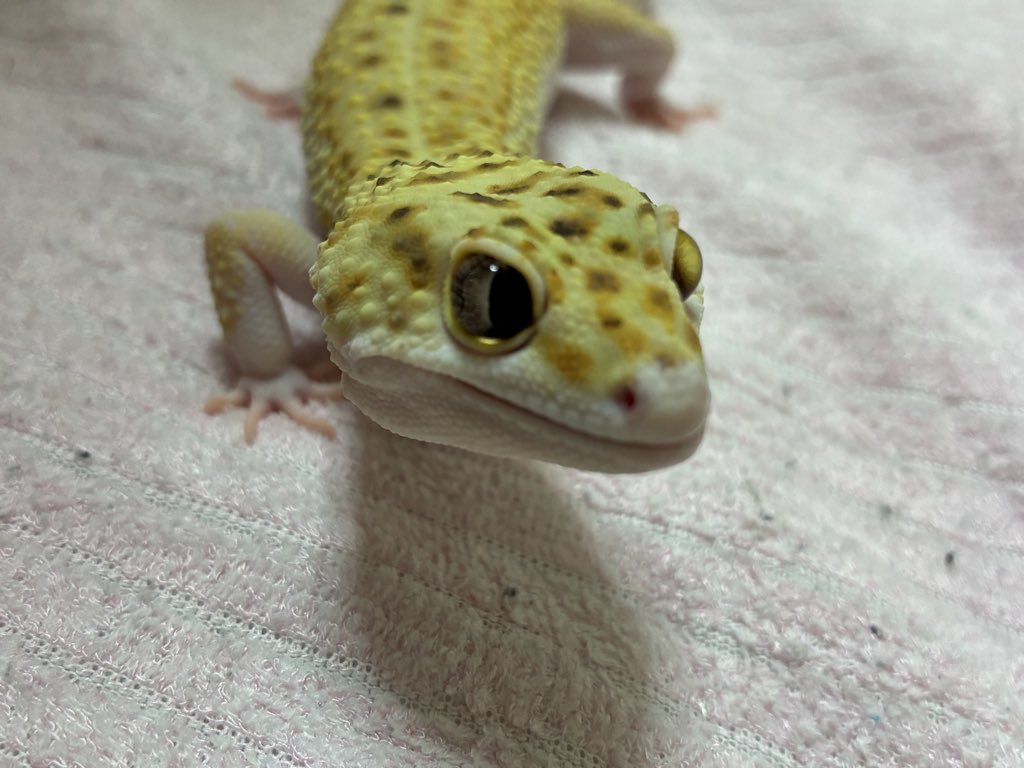 Mvne20's tweet photo. ジェニー🦎

かれこれ10分は固まってますが、いつ再起動するかな🥱

#ヒョウモントカゲモドキ
#レオパードゲッコー https://t.co/IliqfsJhmL