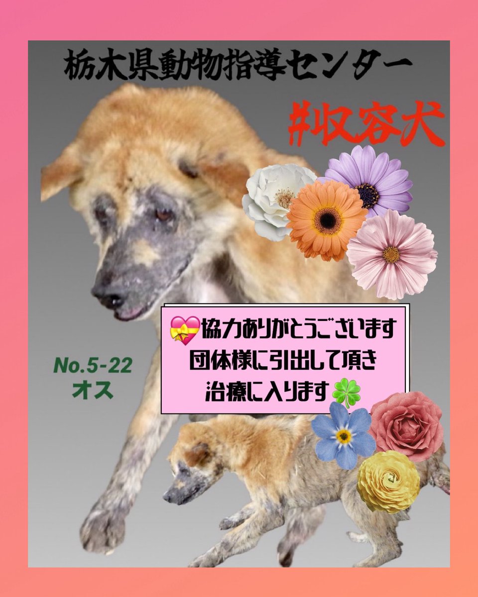 🇯🇵GOLL tweet media