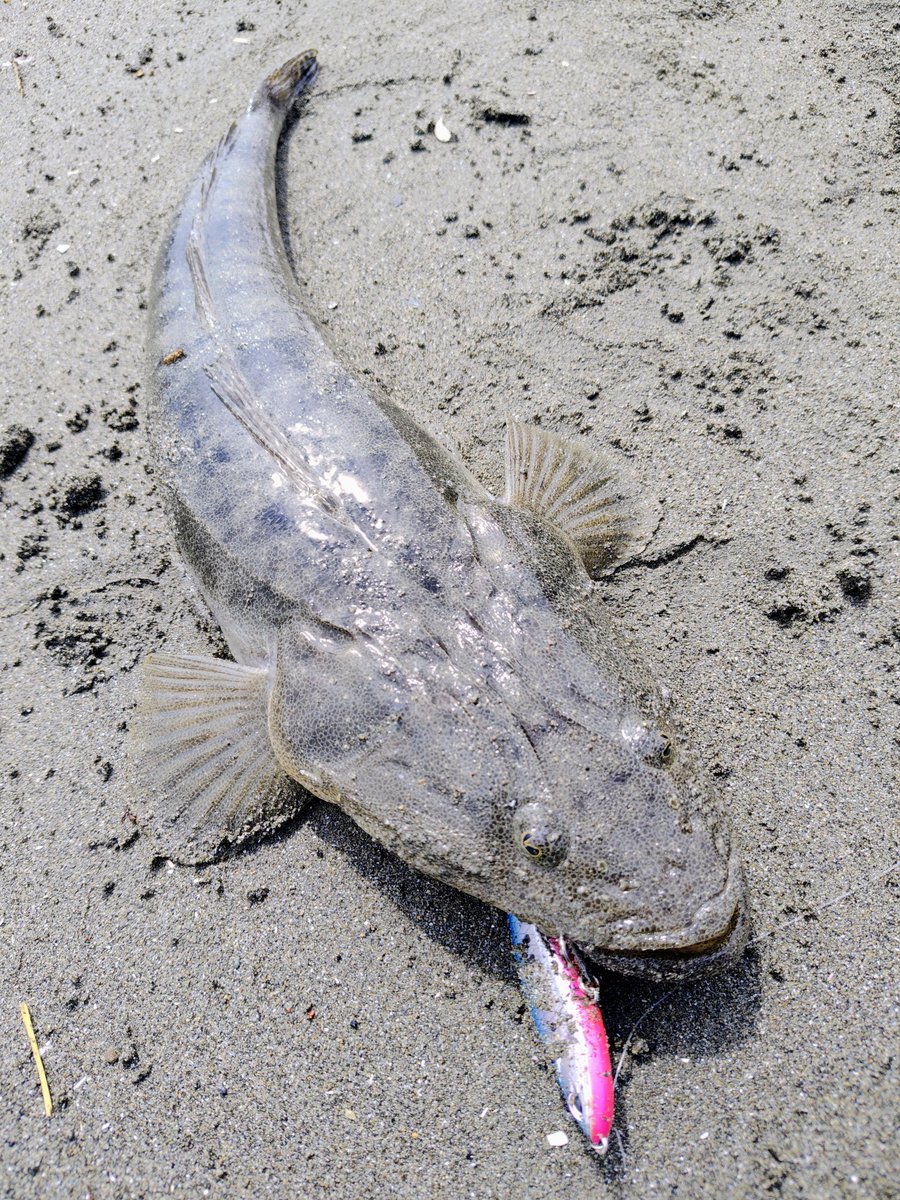 terastation515's tweet photo. 5月20☀
in三重サーフ！

DUOの
リンバー95Sにマゴチがヒット！🐟️

・ヒットルアーは
【DUO】リンバー95S

#DUOinternational
#DUOサポーター
#リンバー95S
#三重サーフ
#PR https://t.co/uCvQhaQJzv