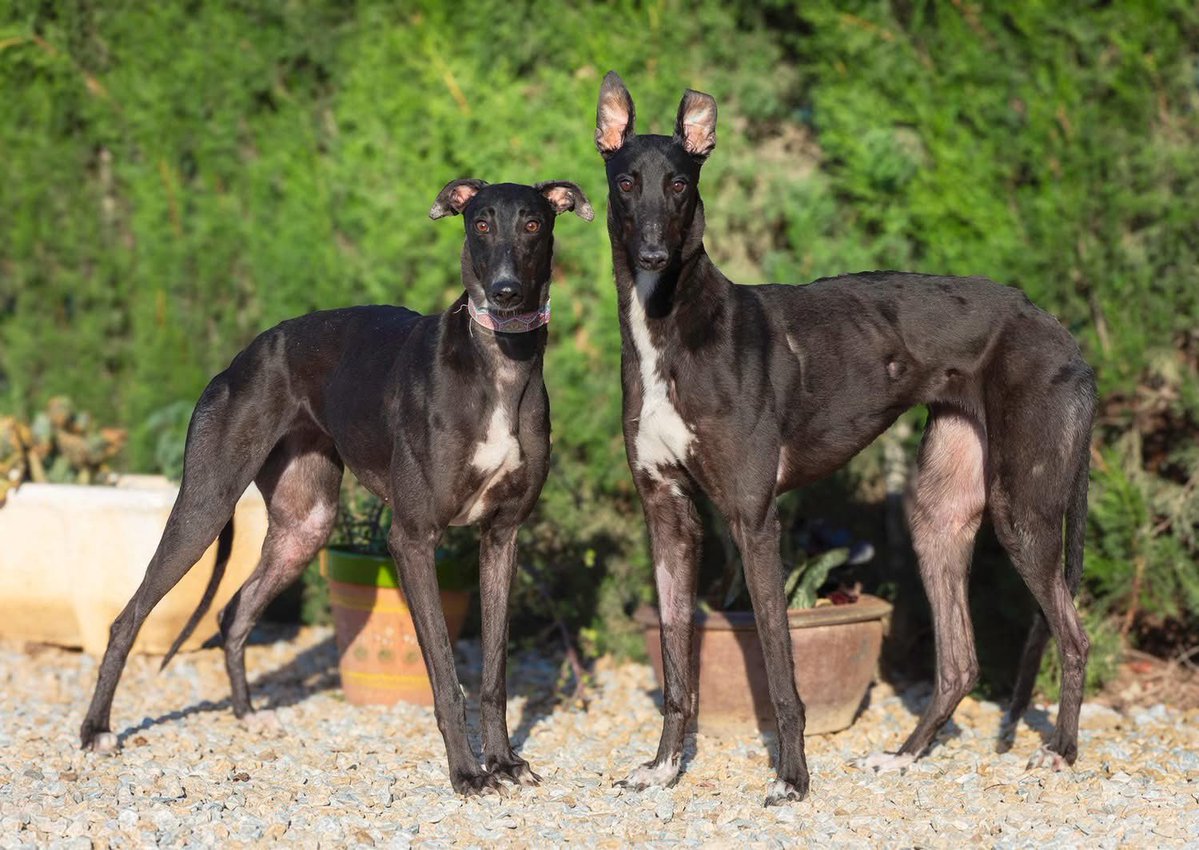 Galgos del Sol tweet media