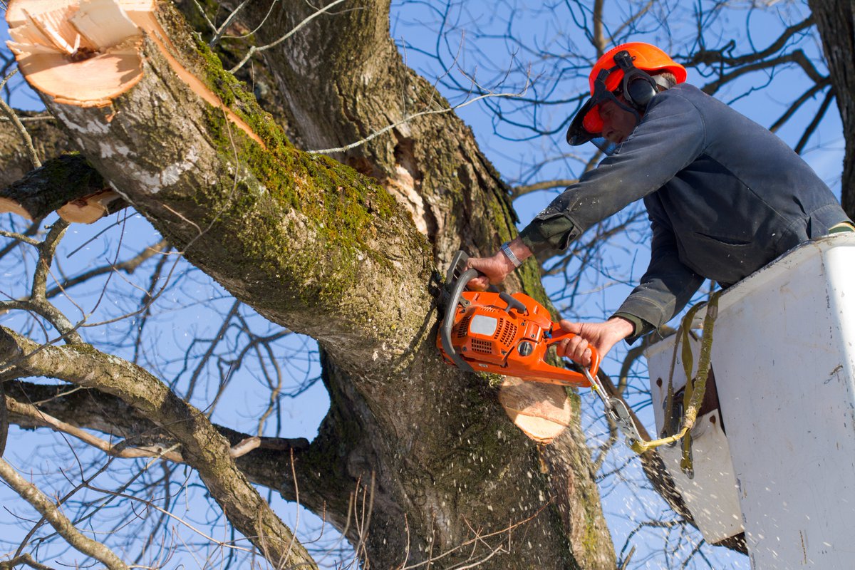 KEMIworkerscomp's tweet photo. Work Safe Wednesday Tip: Improper tree felling causes serious logging accidents. Always assess tree lean, wind, overhead hazards, &amp; escape routes. Communicate clearly with your crew &amp; keep safe distance to prevent unpredictable falls.  https://t.co/ZcXQhcytRo #WorkplaceSafety https://t.co/PFSP7tnvPx