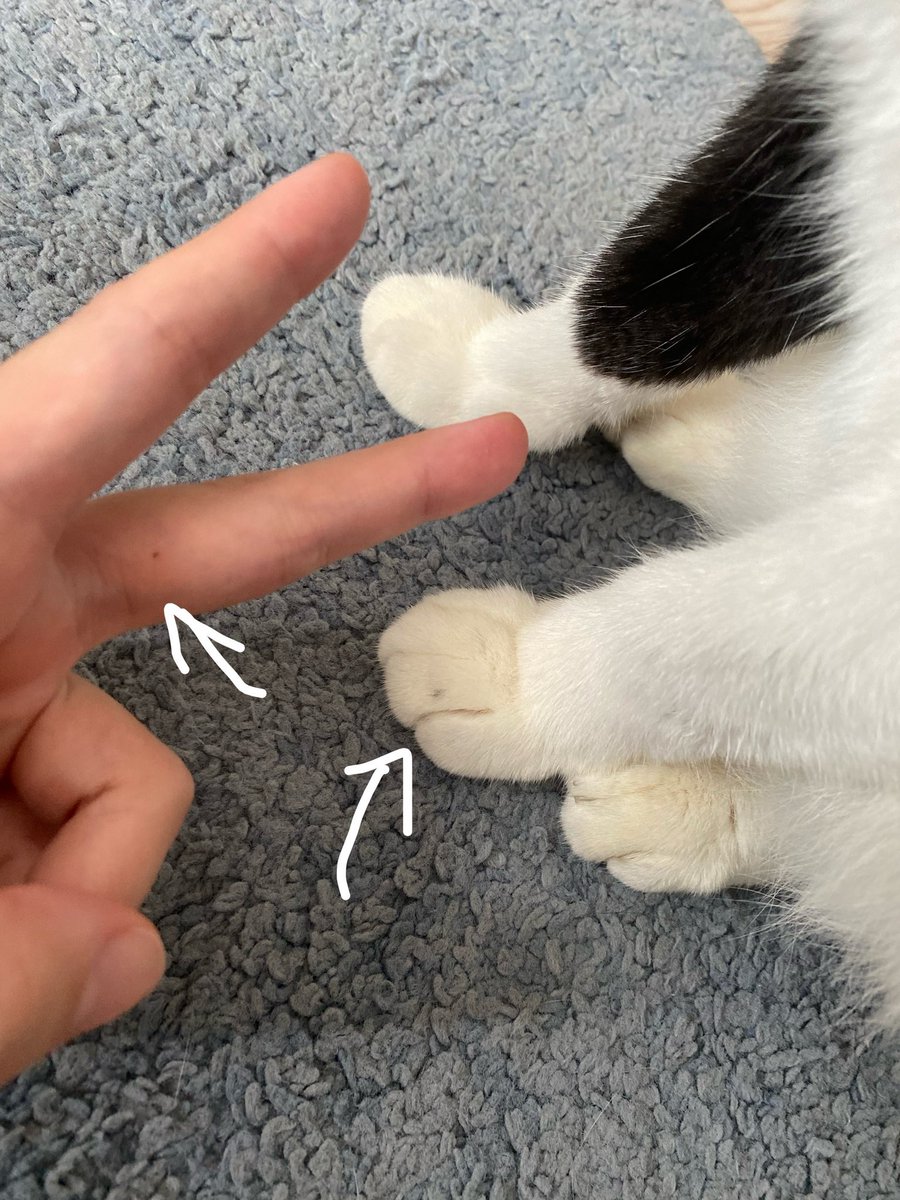 hotatecat tweet media