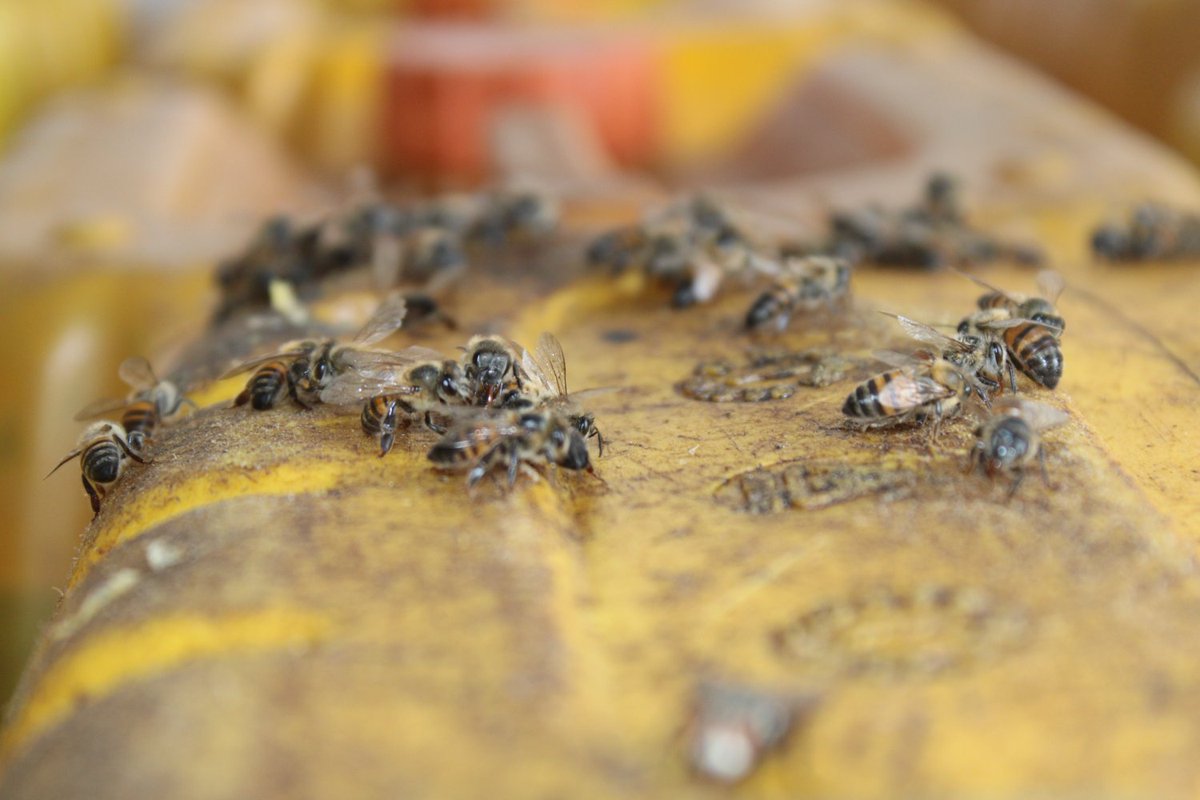 _PABRA's tweet photo. 🐝🌱 #WorldBeeDay reminds us: bees are key allies in food security. Through #BRAINSProject with @icipe, we link beans, fruit trees &amp; pollination systems—strengthening nutrition, biodiversity &amp; resilient farming in Africa.

Bee together for people &amp; the planet 🌍💚 &amp; #SaveTheBees https://t.co/pmPCXc11c5