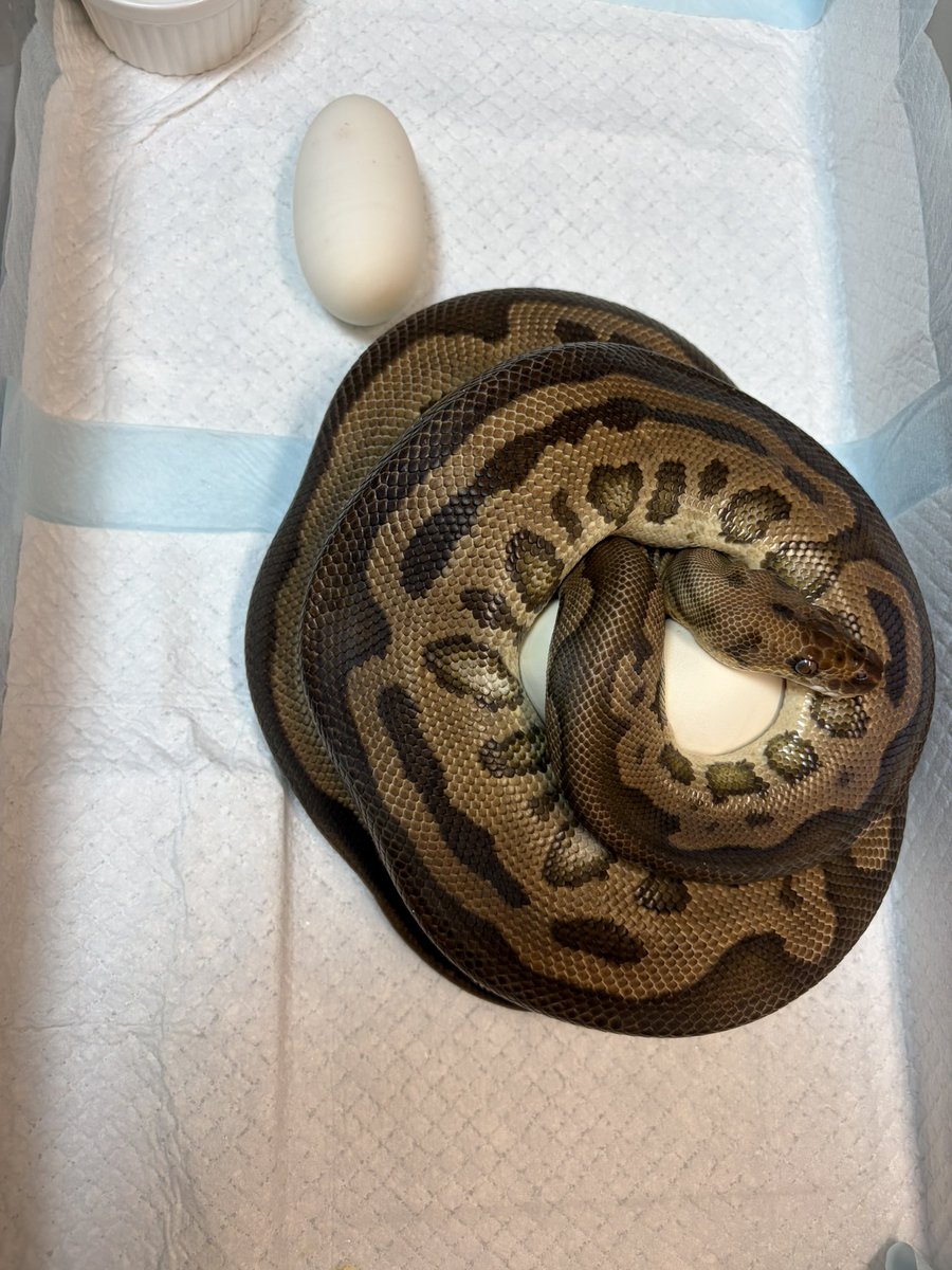 python_bard tweet picture