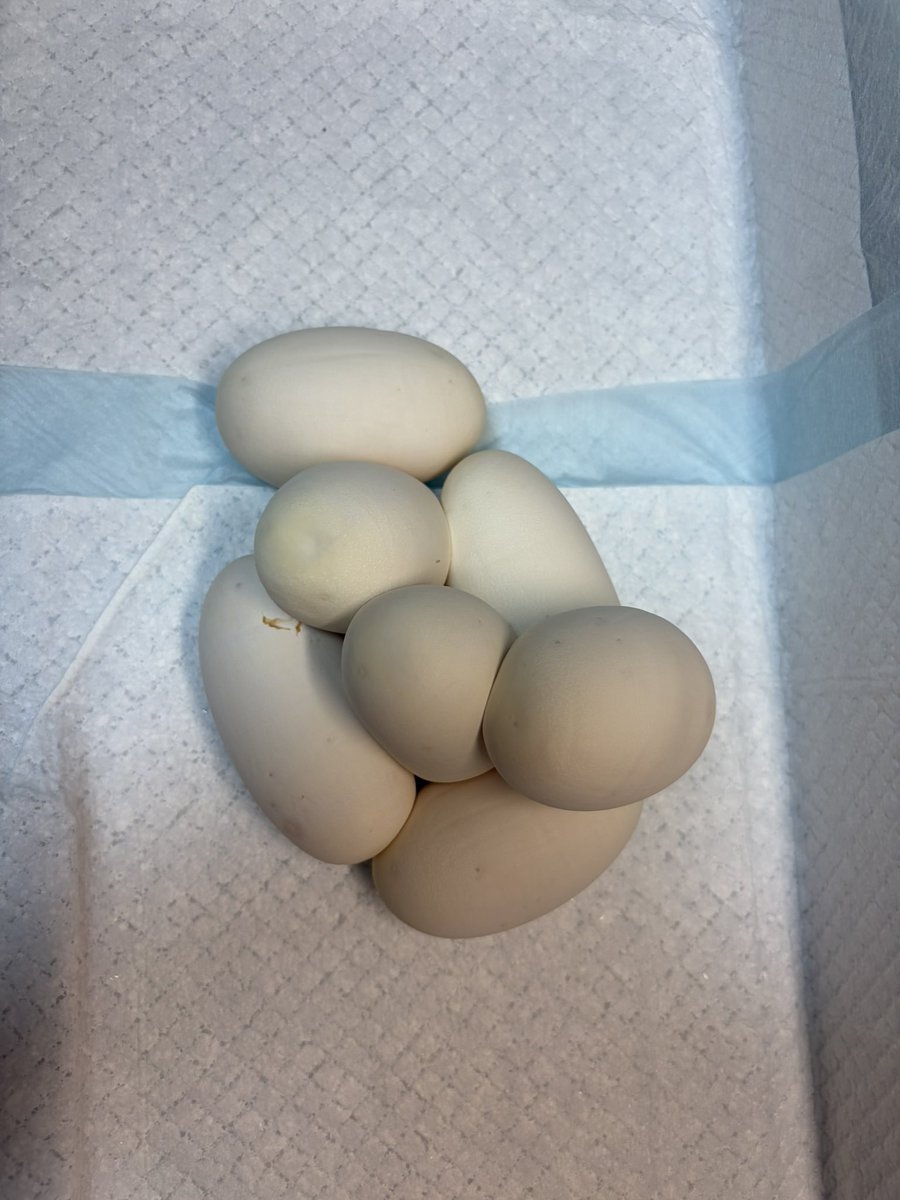 python_bard tweet picture