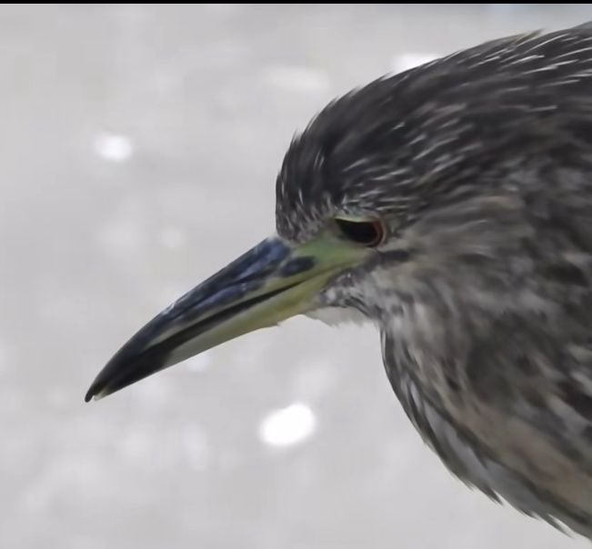 Night Heron tweet media