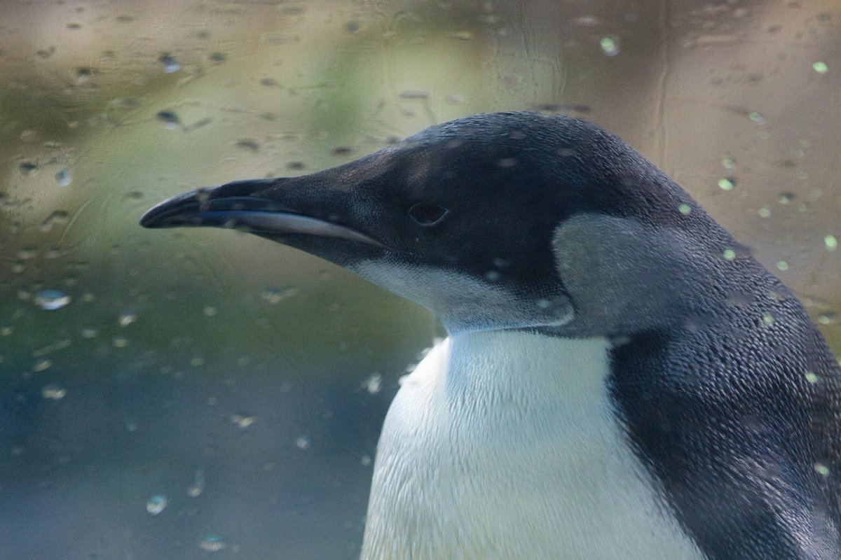 ペンギンちゃん　土日休み　 5/11の44番ちゃんでお休みなさい。 ＃アドベンチャーワールド