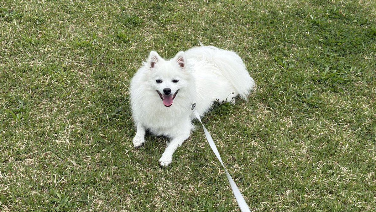 レタラの新米飼い主 tweet media