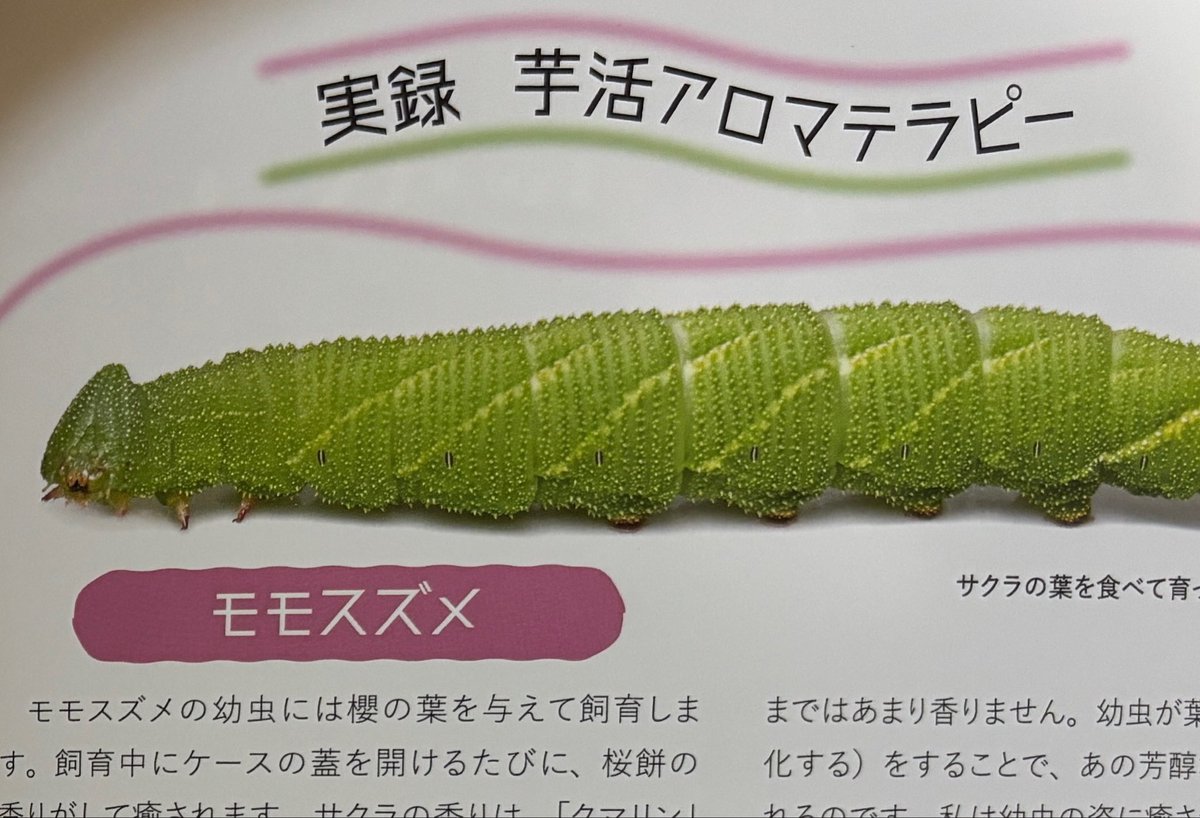 まみのすけ🐛 (@montachun) / Posts / X